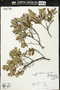 Myrica gale image