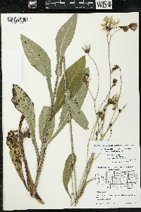 Sonchus arvensis image