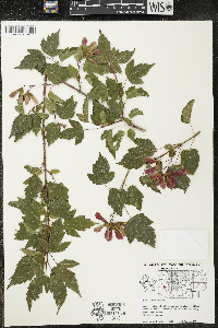 Acer ginnala image