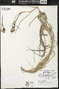 Scheuchzeria palustris image