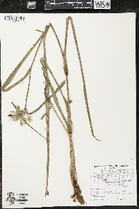 Tradescantia ohiensis image