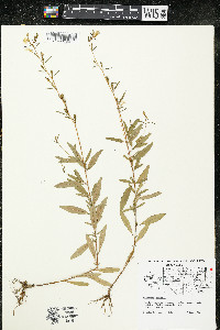 Oenothera perennis image