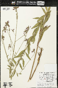 Oenothera gaura image