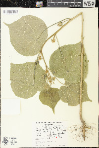 Abutilon theophrasti image