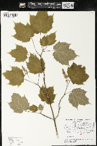 Acer spicatum image