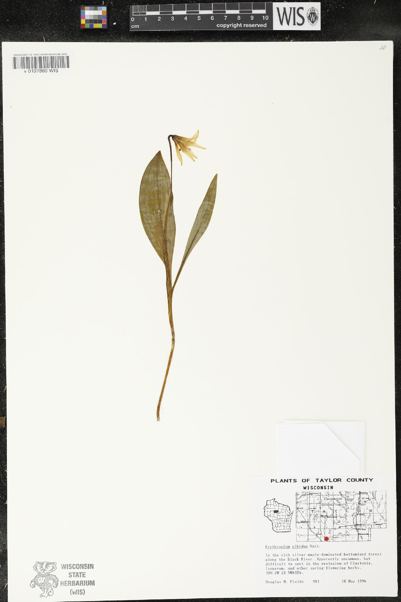 Erythronium albidum image