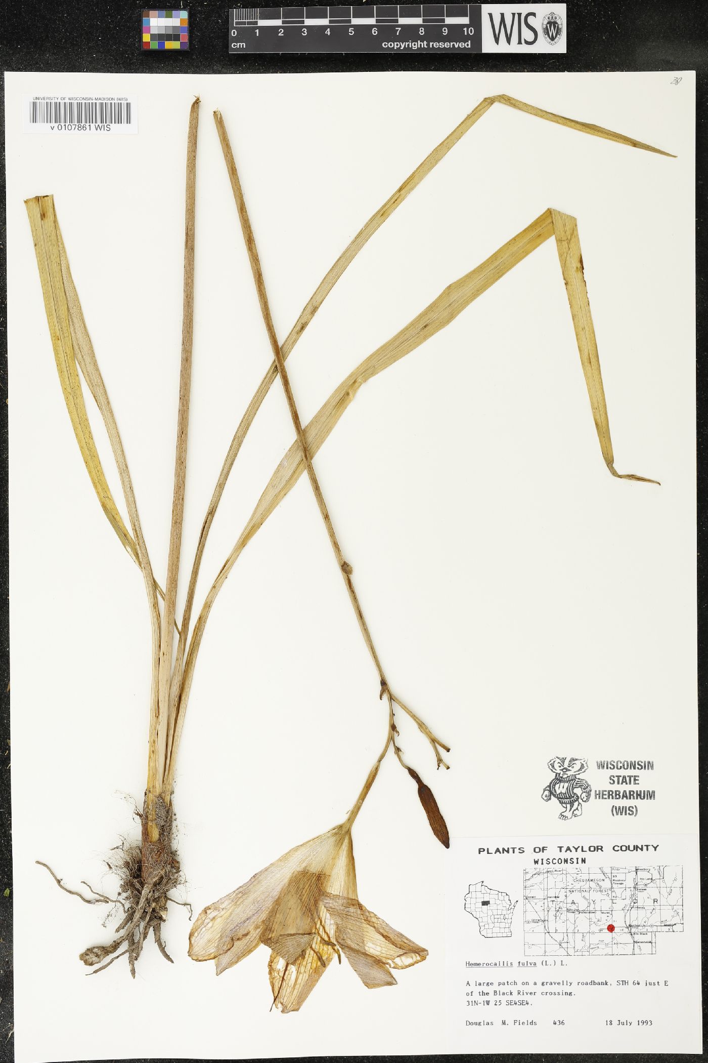 Hemerocallis fulva image