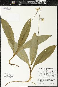 Clintonia borealis image