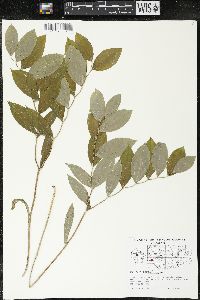 Uvularia sessilifolia image