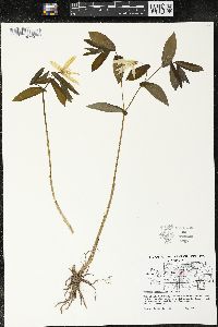 Uvularia grandiflora image