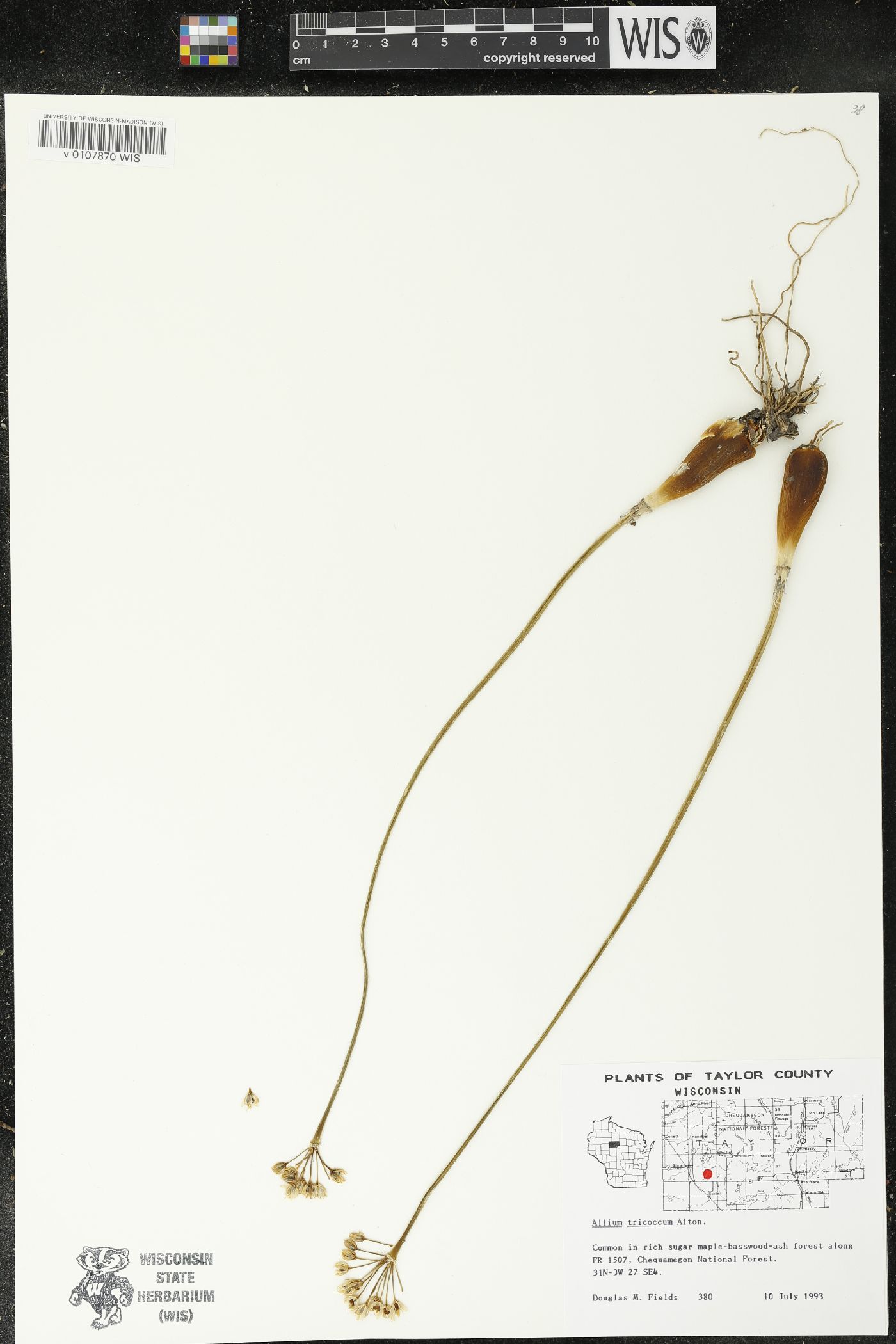 Allium tricoccum image