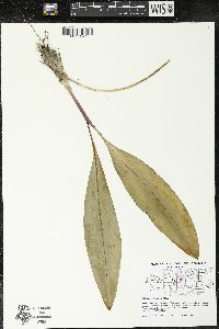 Allium tricoccum image
