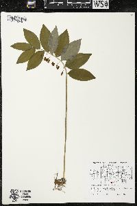 Polygonatum pubescens image