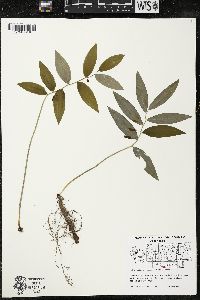 Polygonatum pubescens image