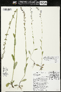 Lobelia spicata var. hirtella image