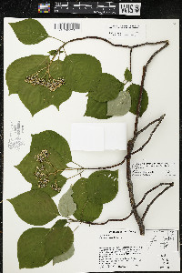 Cornus alternifolia image