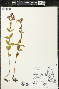 Rhexia virginica image