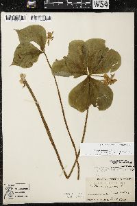 Trillium cernuum image