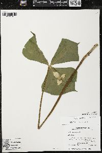 Trillium cernuum image