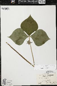 Trillium cernuum image