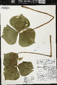 Trillium cernuum image