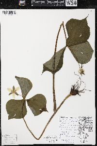 Trillium cernuum image