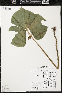 Trillium cernuum image