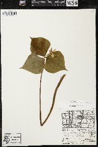 Trillium cernuum image