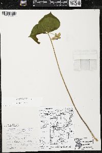 Trillium cernuum image