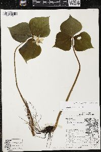 Trillium cernuum image