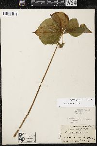 Trillium cernuum image