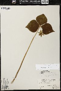 Trillium cernuum image
