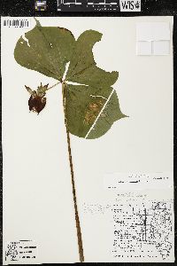 Trillium cernuum image