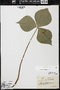 Trillium cernuum image