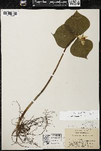 Trillium cernuum image