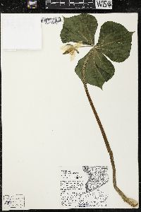 Trillium cernuum image