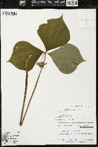 Trillium cernuum image
