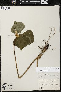 Trillium cernuum image