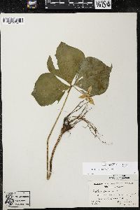Trillium cernuum image