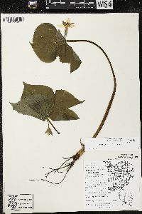 Trillium cernuum image