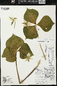 Trillium flexipes image