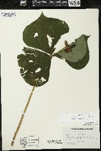 Trillium flexipes image