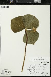 Image Associated With the Occurence