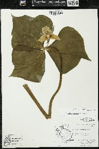 Trillium flexipes image