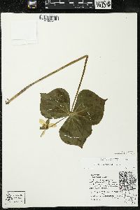 Trillium flexipes image