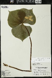 Trillium flexipes image