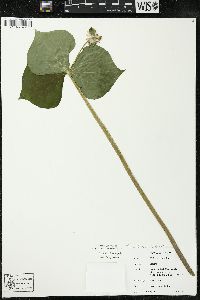 Trillium flexipes image