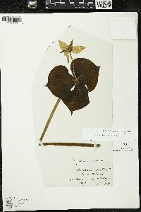 Trillium flexipes image