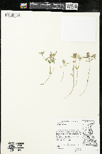 Polygala cruciata image