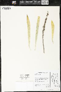 Aletris farinosa image